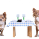 Image for article titled Turning Your Pet Into a Locavore Is the Newest Way to Be an Asshole